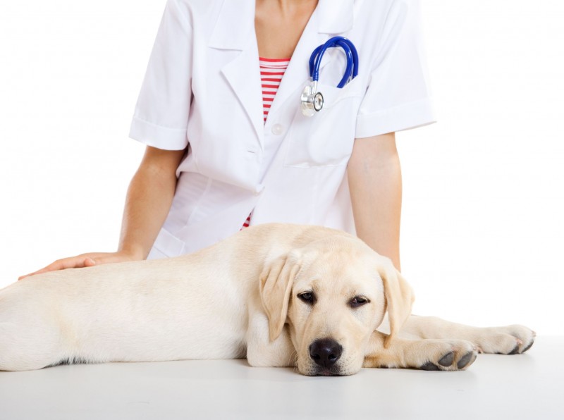 A Professional Vet in Bowie Will Offer A Range of Pet Care Services