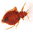 Hire a Top Quality Bug Exterminator to Clear Your Home of Pests in Tulsa, OK