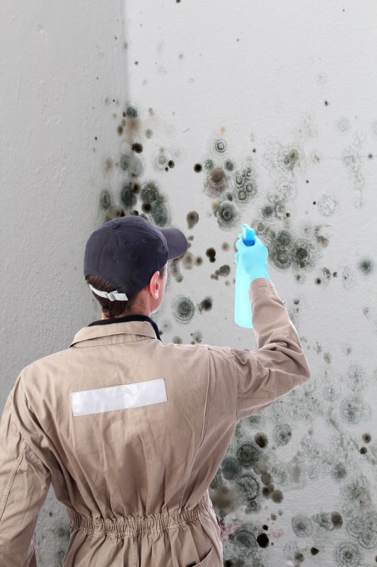 Places Where Mold Hides and When Mold Removal in Schenectady is Needed