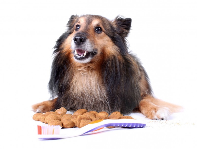 Tips for Choosing the Best Pet Food in Folsom CA