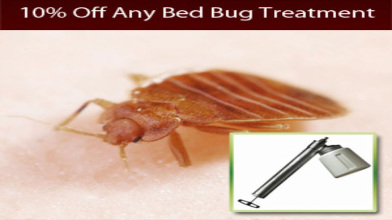 Bed Bug Removal at the First Sign of an Infestation