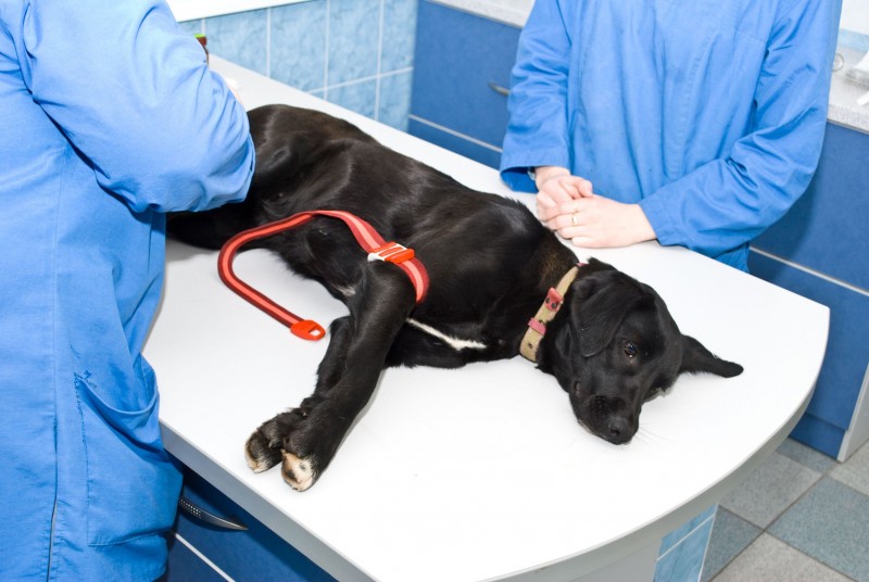 What To Expect During A Veterinary Visit For Pet Treatment In Alexandria VA