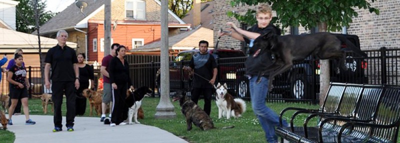 Tips on Having Success With Dog Obedience Training in Chicago