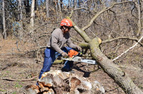 The Basics of Safe, Effective Tree Removal in St. Paul, MN