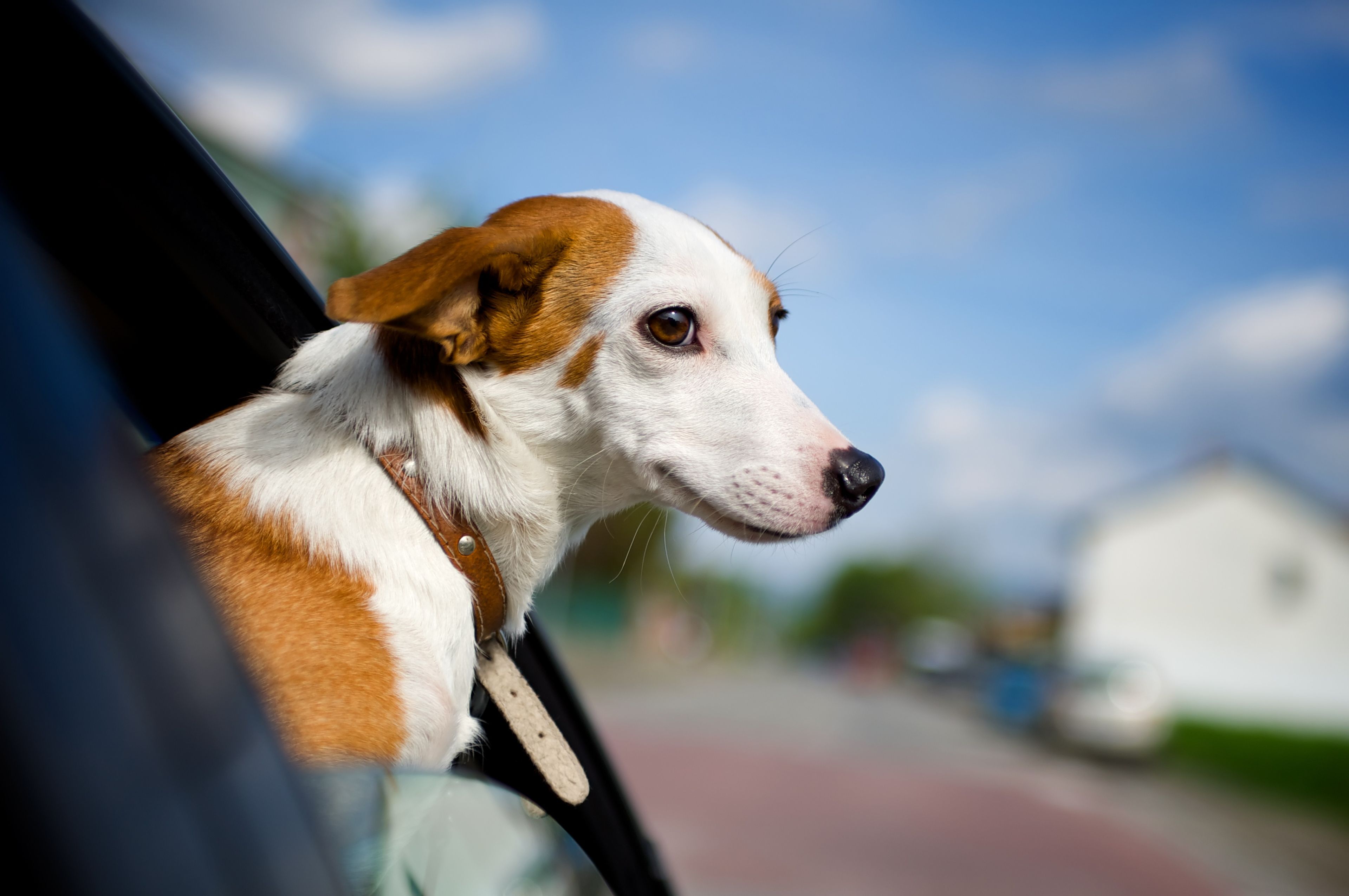 10 Tips For Safe Car Travel With Your Pet