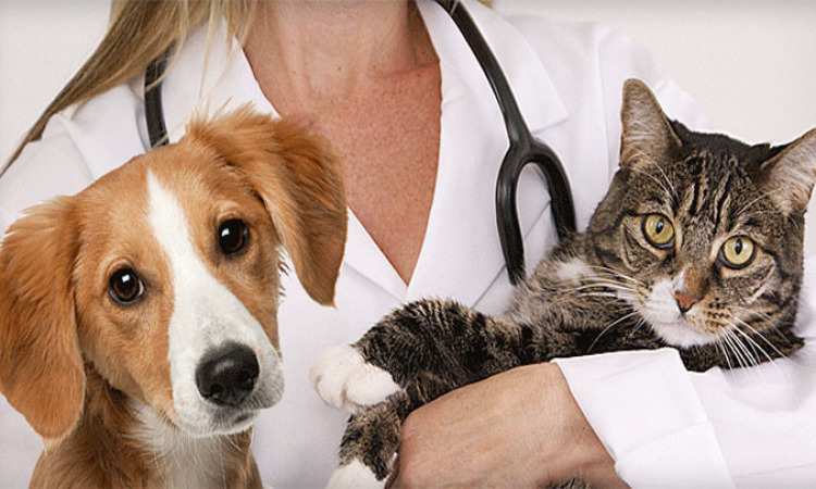 Keep Those Pets Healthy and Happy Using a Superior Animal Clinic in Alexandria