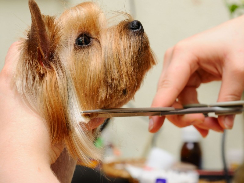 What You Can Expect From a Dog Groomer in Alexandria, VA