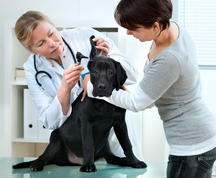 Finding The Best Cat And Dog Neuter Clinic For Your Pet