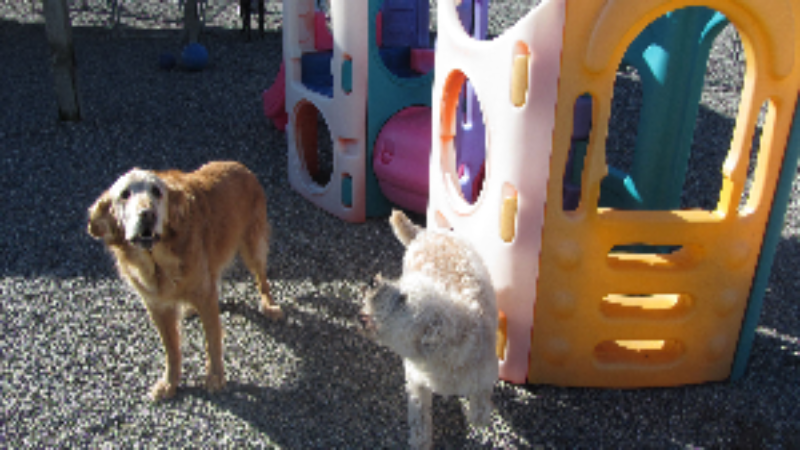 There is No Need to Crate Your Pet in Your Absence, Send Them to Dog Daycare in Everett