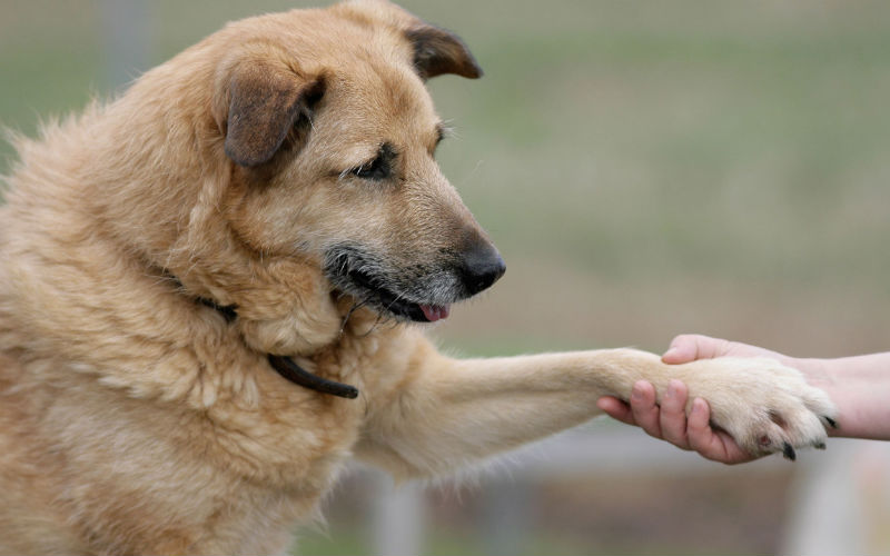 Using Pet Medical Care Sugar Land When A Pet Eats A Poisonous Substance