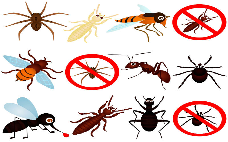 Questions And Answers About Termite Pest Control Services In Wellington Florida