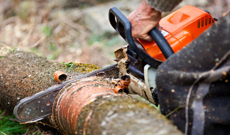 Questions to Ask a Tree Care Service