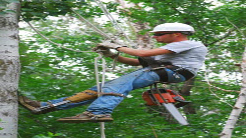 Signs You Need Tree Removal in Lawrence KS