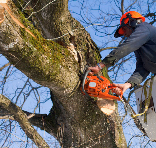 Why Tree Trimming Is an Essential Part of Yard Maintenance