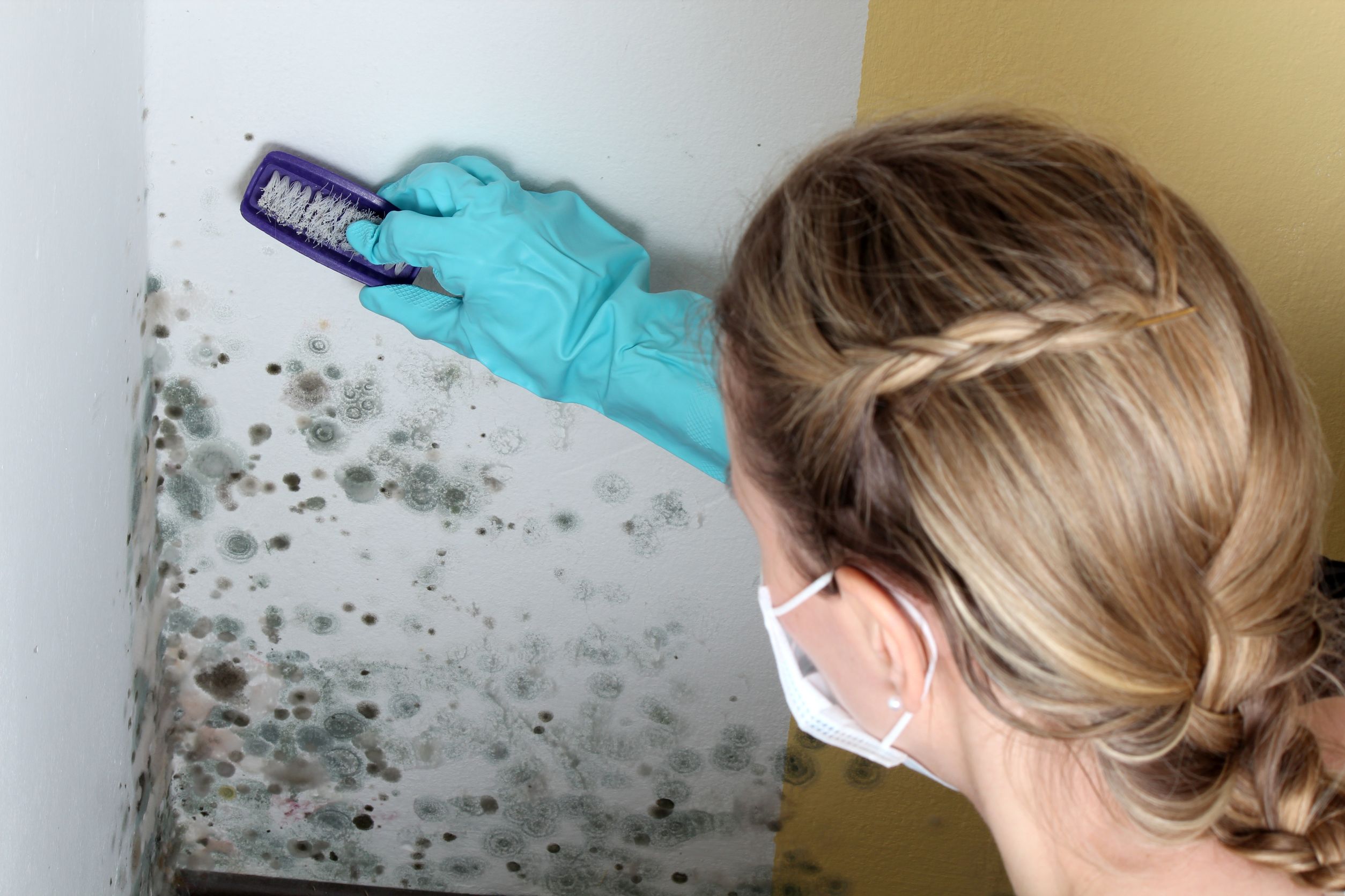 4 Things You Need to Know About Mold