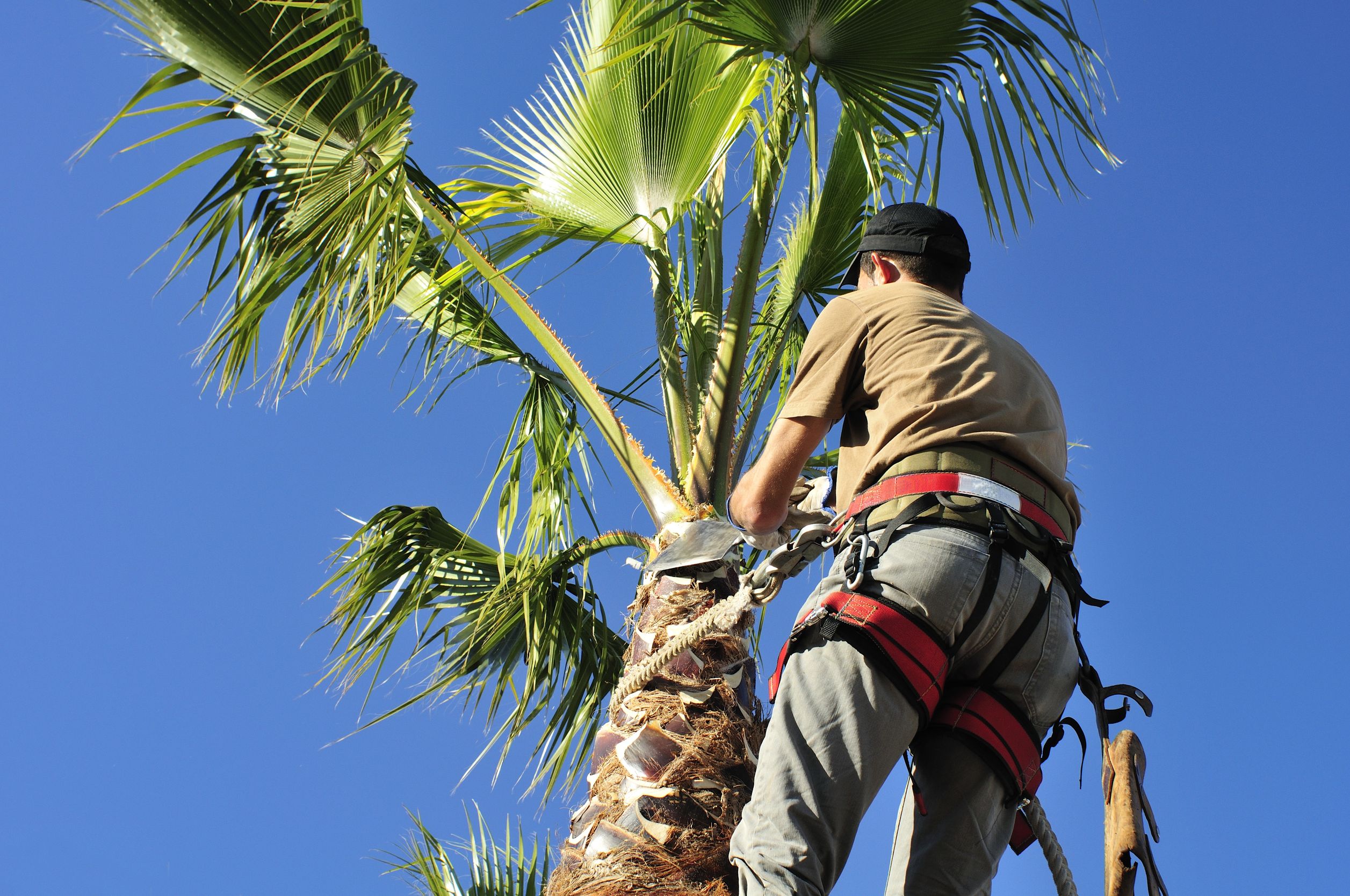 Contacting A Tree Service in Spokane To Move A Sapling