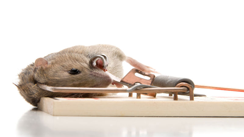 Tips for Rat Control in Saugus, MA