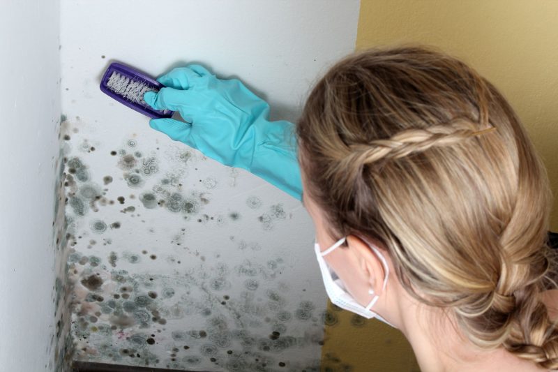 Benefits Offered by Professional Mold Remediation Service Troy