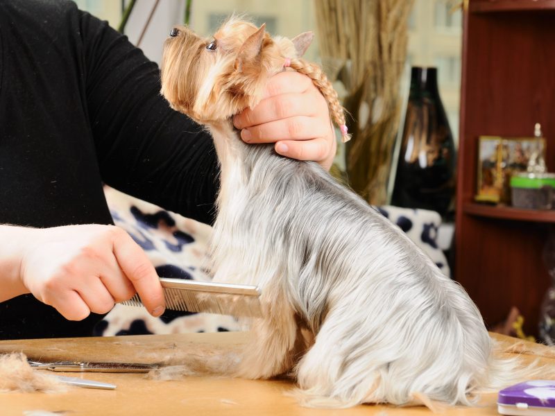 Pet Grooming in Alexandria Helps to Prevent Chronic Ear Problems