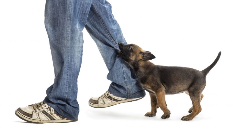 Dog Bite Victims Need the Help of Personal Injury Attorneys in Tucson