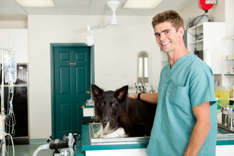 How To Administer Medications From an Animal Hospital in Bowie