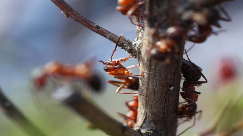 FAQs Carpenter Ants Removal In Arlington, VA