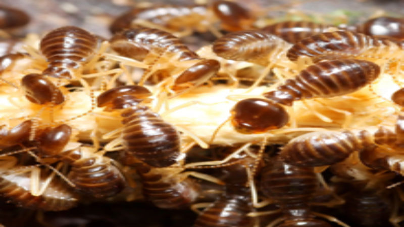 Steps Followed By Termites Exterminators In Boynton Beach, FL